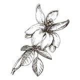 1 moringa