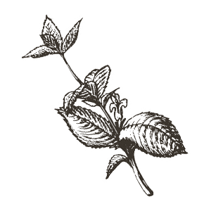 16 melissa.png