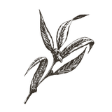 19 eucalyptus