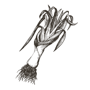 12 leek.png