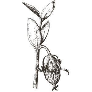 2 jojoba.png
