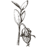 2 jojoba