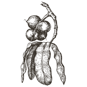 6 macadamia.png