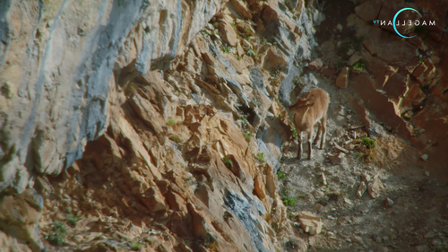 Wildest.Middle.East.S01E01.2014.2160p.Hami.WEB DL.H264.AAC HHWEB.mkv 20250205 222530.378.png