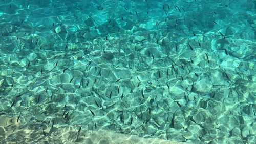 110610959 329454638063646 3989020359536588721 n.jpg