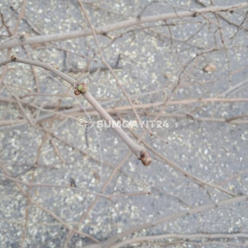 475776540 656088846774425 5374068948880532067 n.jpg?stp=dst jpg s600x600 tt6& nc cat=105&ccb=1 7& nc.jpg