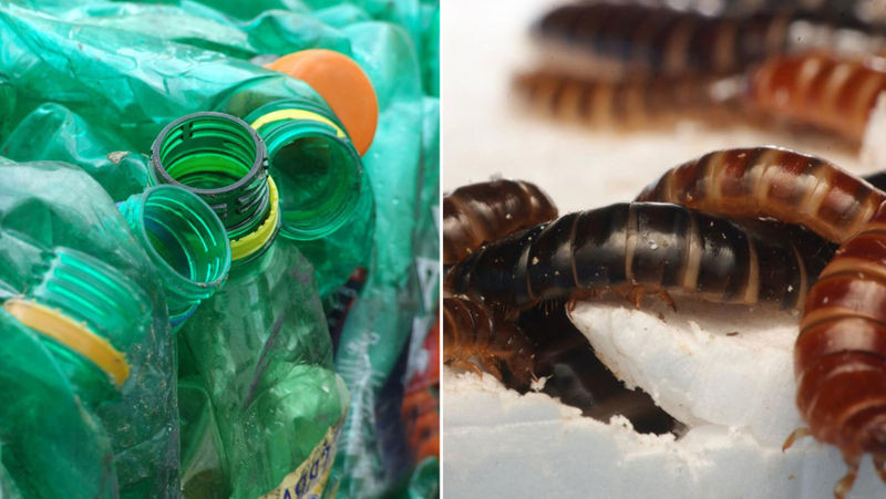 Verme che mangia plastica scoperto in Kenia: una nuova soluzione