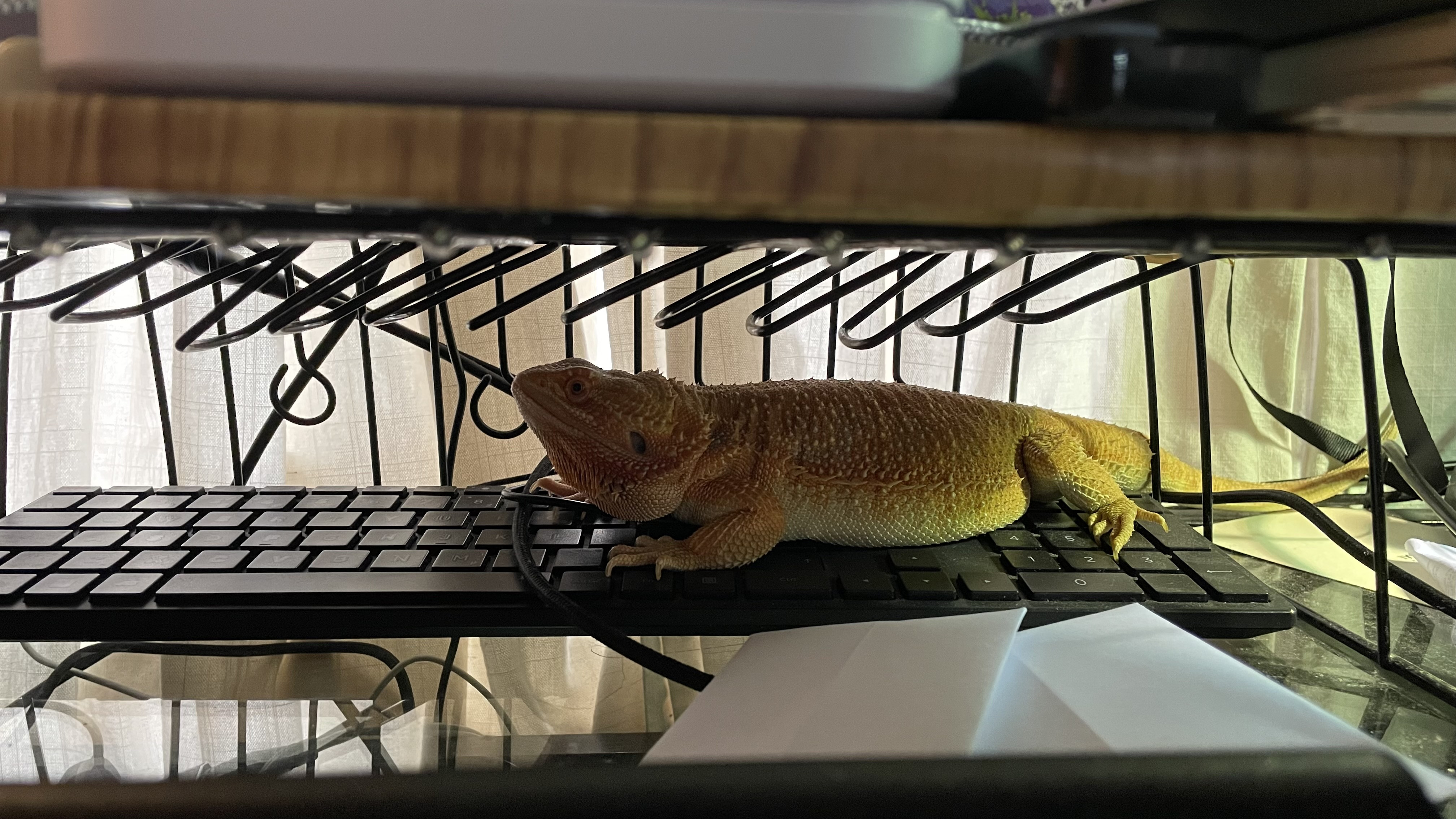 A much bigger lizard seen in profile. She's snuck under a monitor stand and is laying across a black keyboard with a mischievous look on her face.