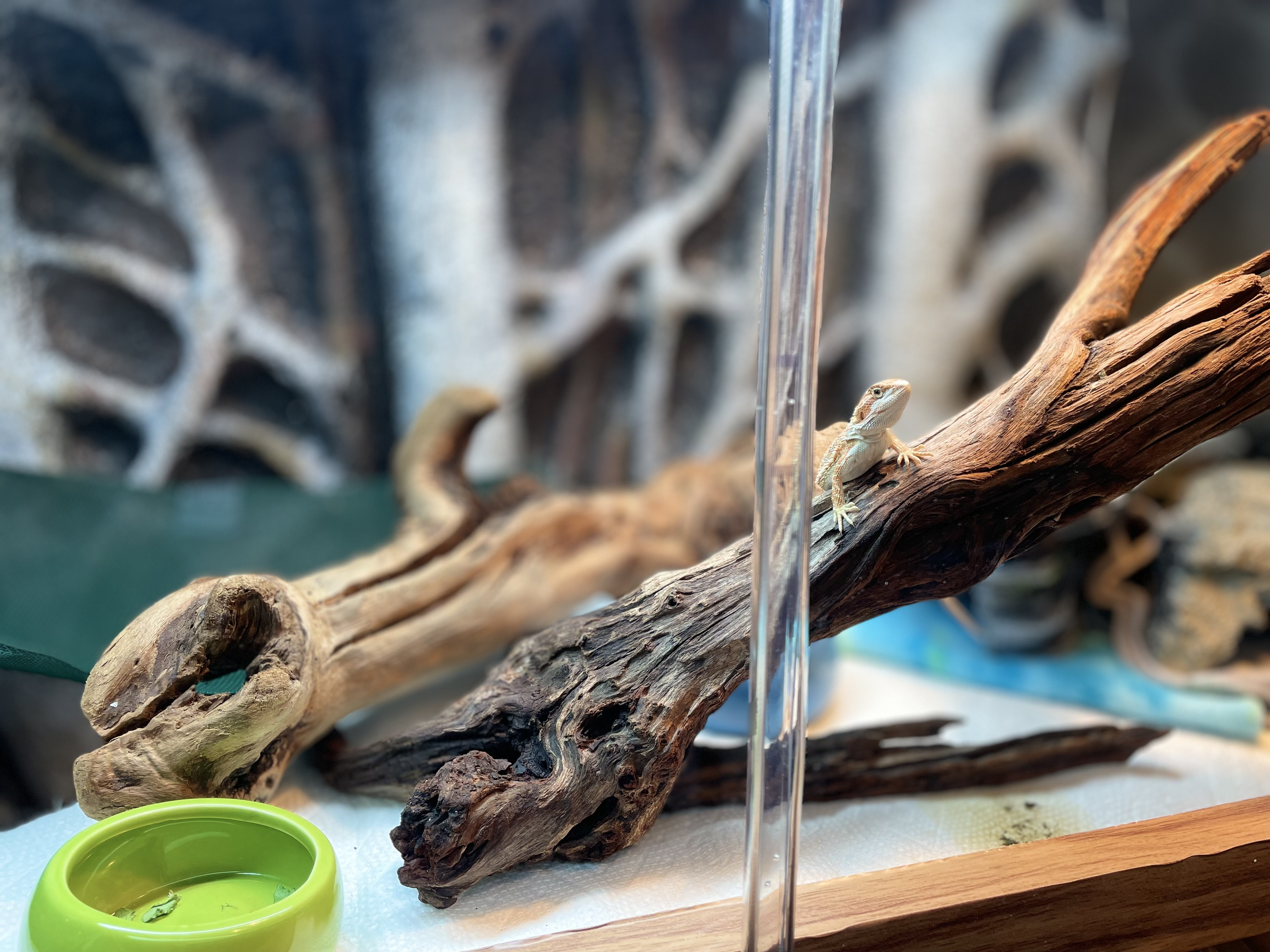 An extremely tiny orange/yellow baby bearded dragon stands on the middle of a piece of raised driftwood in her tank. She's looking out and directly into the camera like she's going to cause trouble.