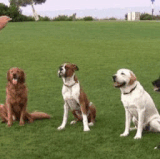 Atlanta Dogwood Obedience Group Premier Dog Training in GA.gif