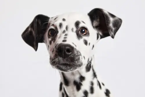 dalmation.webp