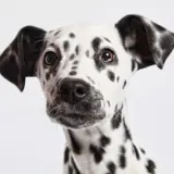 dalmation