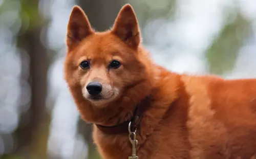 finnish spitz.webp
