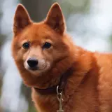finnish spitz