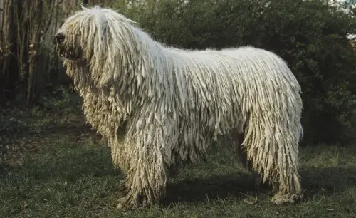komondor.webp