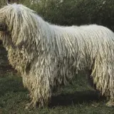 komondor