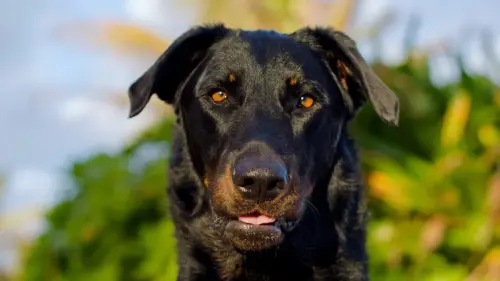beauceron.webp