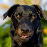 beauceron