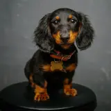 dacshund