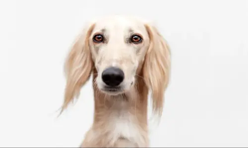 saluki.webp