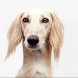 saluki