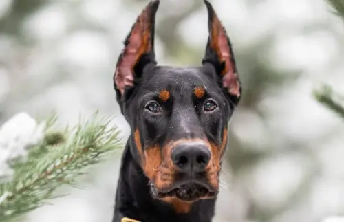 doberman.webp