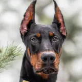 doberman