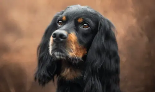 gordon setter.webp