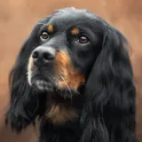 gordon setter