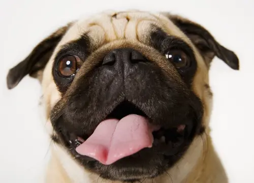 pug.webp