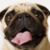 pug