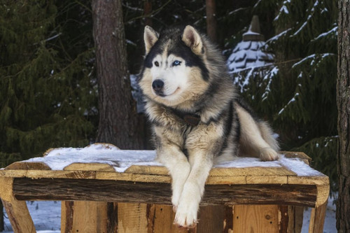 husky.jpg