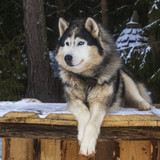 husky