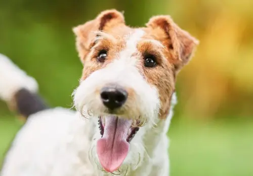 wire fox terrier.webp