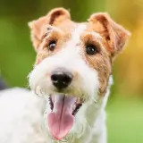 wire fox terrier