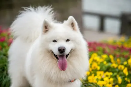 samoyed.webp