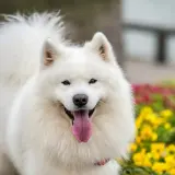 samoyed