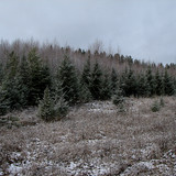 IMG 0006 1