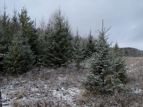 IMG 0009 1.jpg