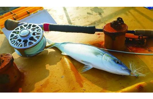 The anglers' interest for sculpin fly fishing.jpg
