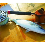 The anglers' interest for sculpin fly fishing