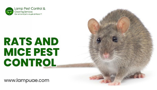 rats and mice pest control.jpg