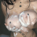 23874341.gif