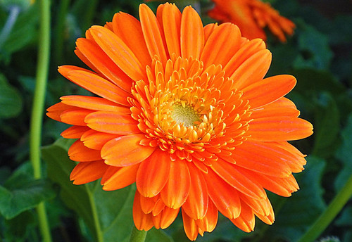 calendula2502.jpg