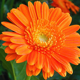 calendula2502