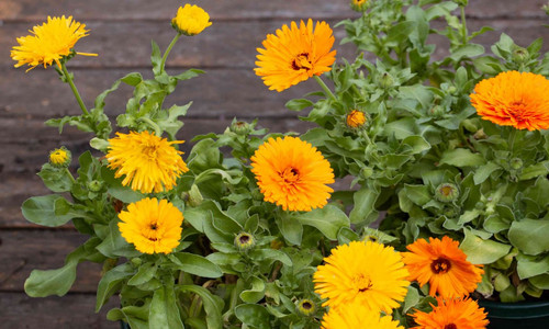 calendula2501.jpg
