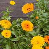 calendula2501