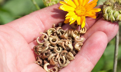 calendula2503.jpg