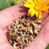 calendula2503