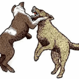 Understanding Conflict Aggression in Dogs Expert Tips in Victoria.gif